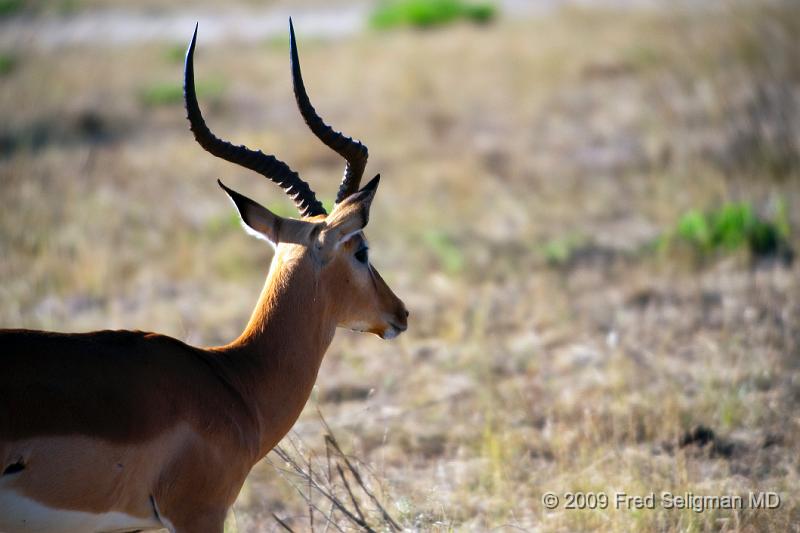 20090613_155348 D3 X1.jpg - Springbok (Gazelle)